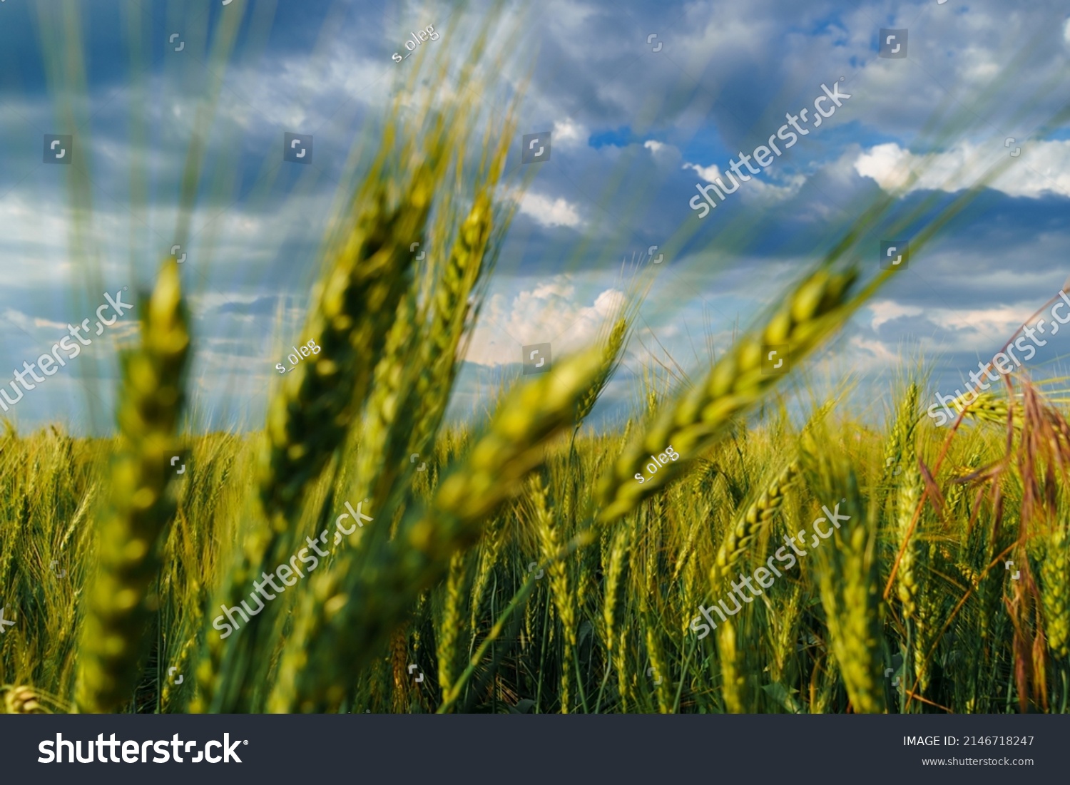 agricultural field with green wheat sprouts, dramatic spring landscape on cloudy day, overcast sky as background #2146718247