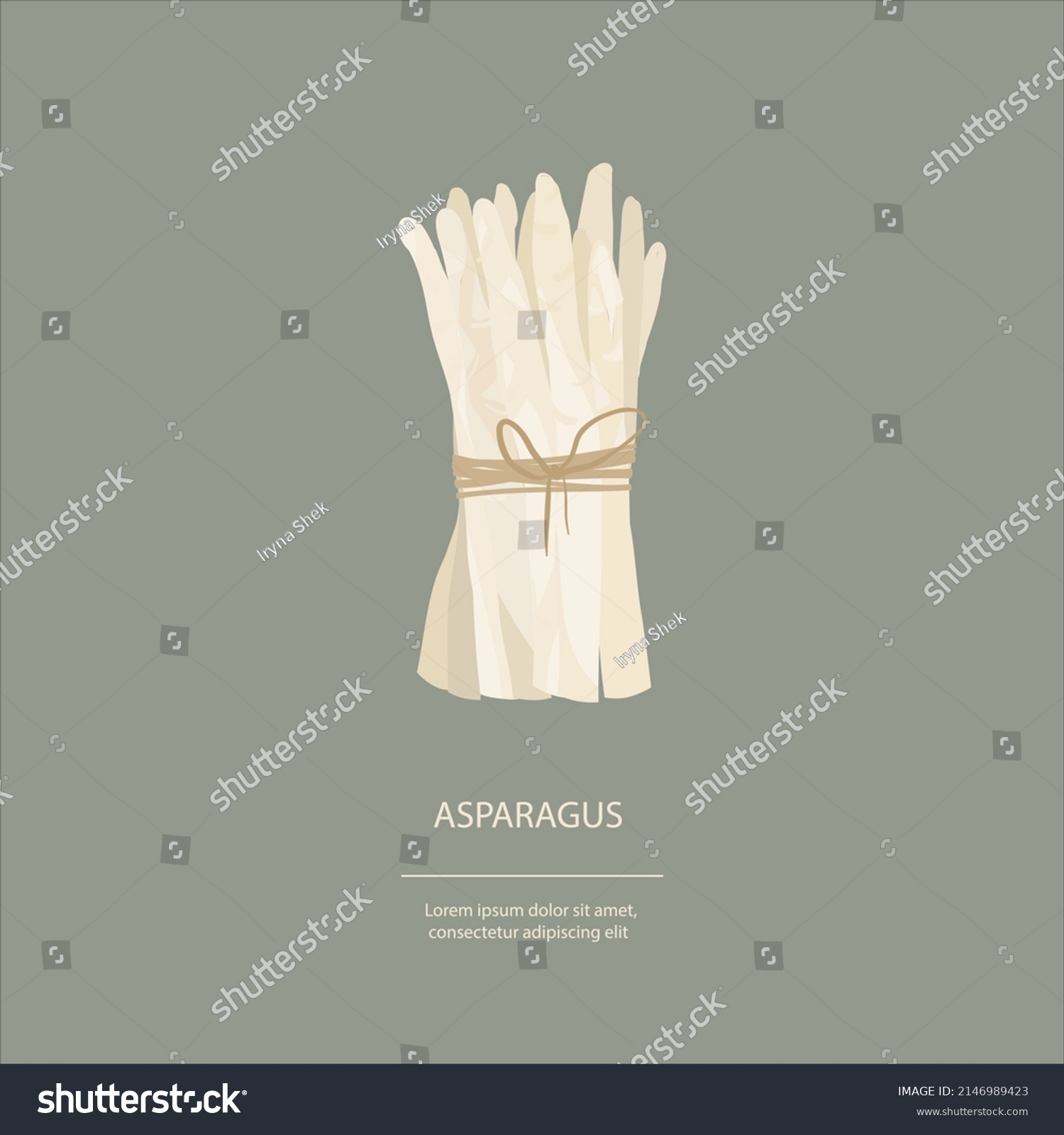 Hand drawn illustration in cartoon flat style of white Asparagus. Fresh vegetarian  asparagus in bunch, tied with string. Healthy food plants logo.  #2146989423