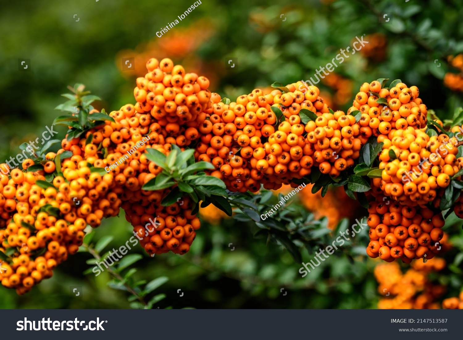 Small yellow and orange fruits or berries of Pyracantha plant, also known as firethorn in a garden in a sunny autumn day, beautiful outdoor floral background photographed with soft focus #2147513587