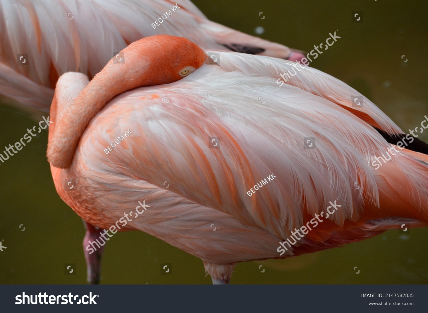 Gorgeous flamingos in 4k super high definition #2147582835