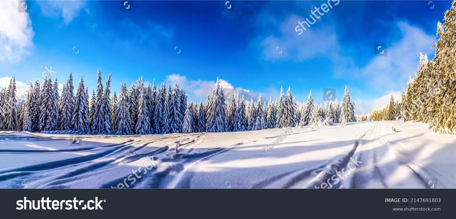 Winter panorama of the snowy forest. Snowy winter forest panoramic landscape. Winter snow nature panorama. Winter snow panoramic landscape #2147691803