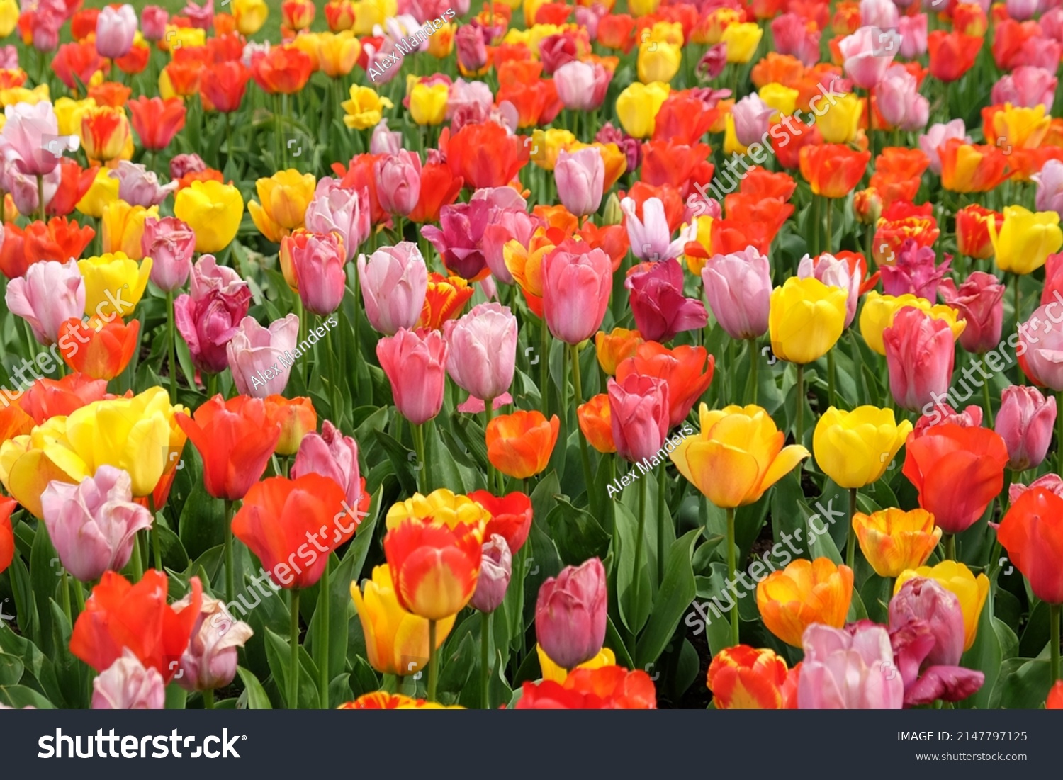 A colourful mix of hybrid triumph tulips in flower.  #2147797125