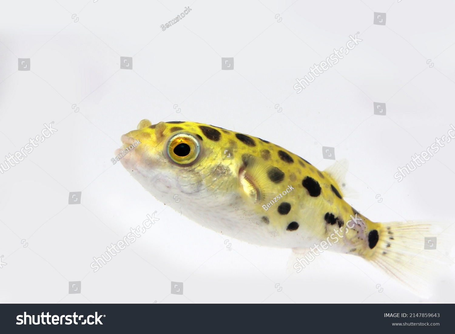 green spotted puffer fish, freshwater puffer fish #2147859643