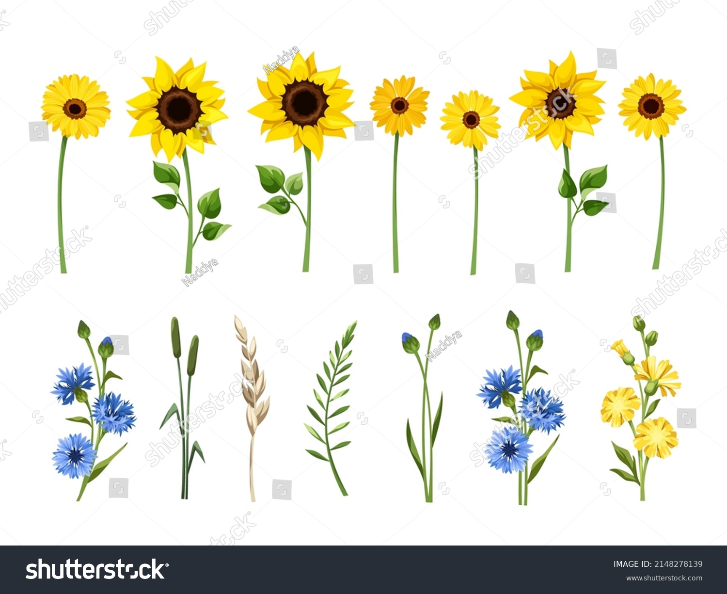 Set Of Blue And Yellow Sunflowers Gerbera Royalty Free Stock Vector 2148278139 5642