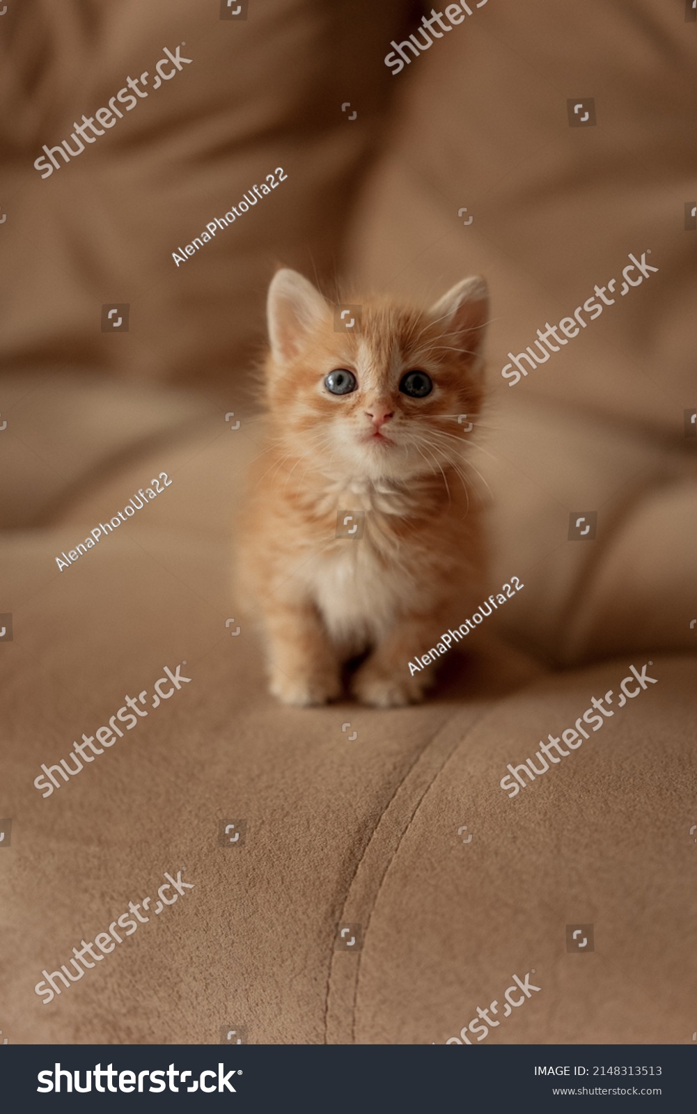 A little red kitten. Portrait of a cute red-haired red kitten with big eyes. The concept of happy adorable feline pets. #2148313513