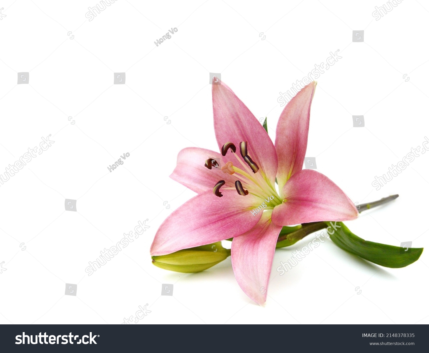 Lily flower isolated on white background  #2148378335