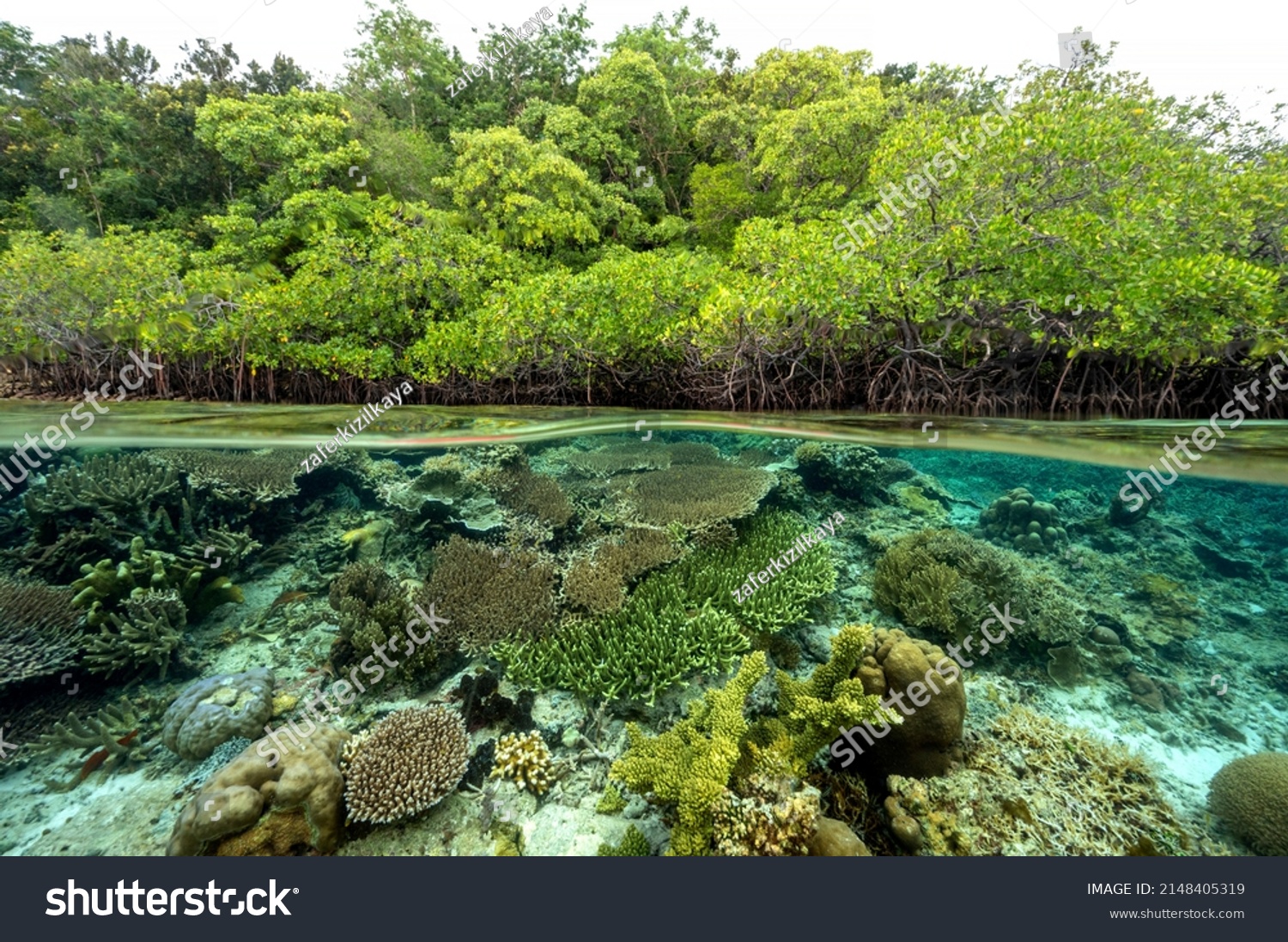 Mangrove forest and coral reefs in split shot, Gam Island Raja Ampat Indnonesia. #2148405319