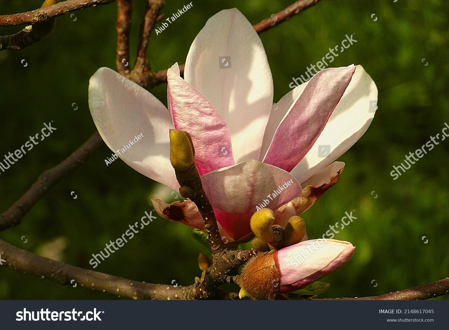 Beautiful and elegant magnolia flower with bokeh effect #2148617045