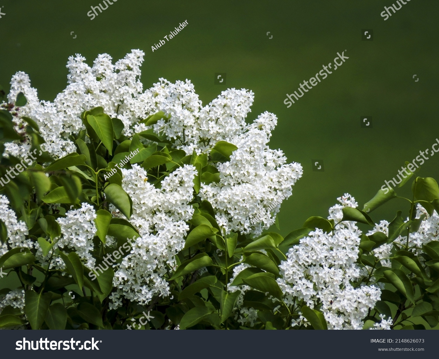 Beautiful and elegant lilac flower with bokeh effect #2148626073