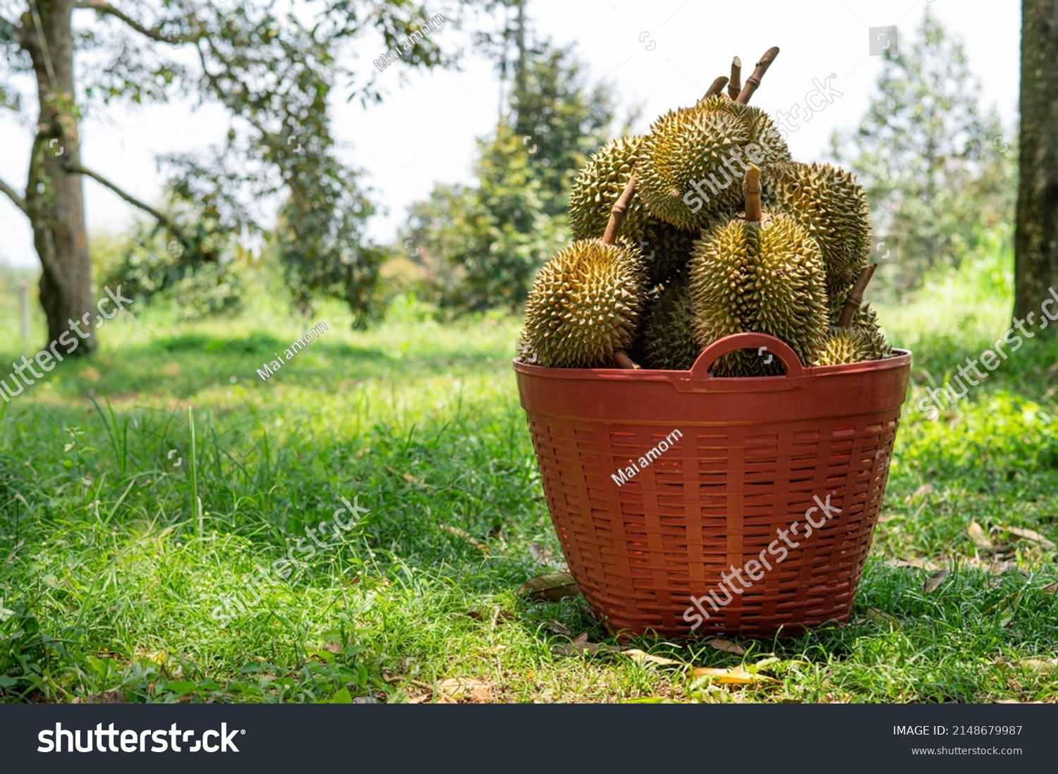 The harvested durians are cut and put in the red basket in the garden, product quality for export, king of fruit in Thailand, for advertising concept  #2148679987