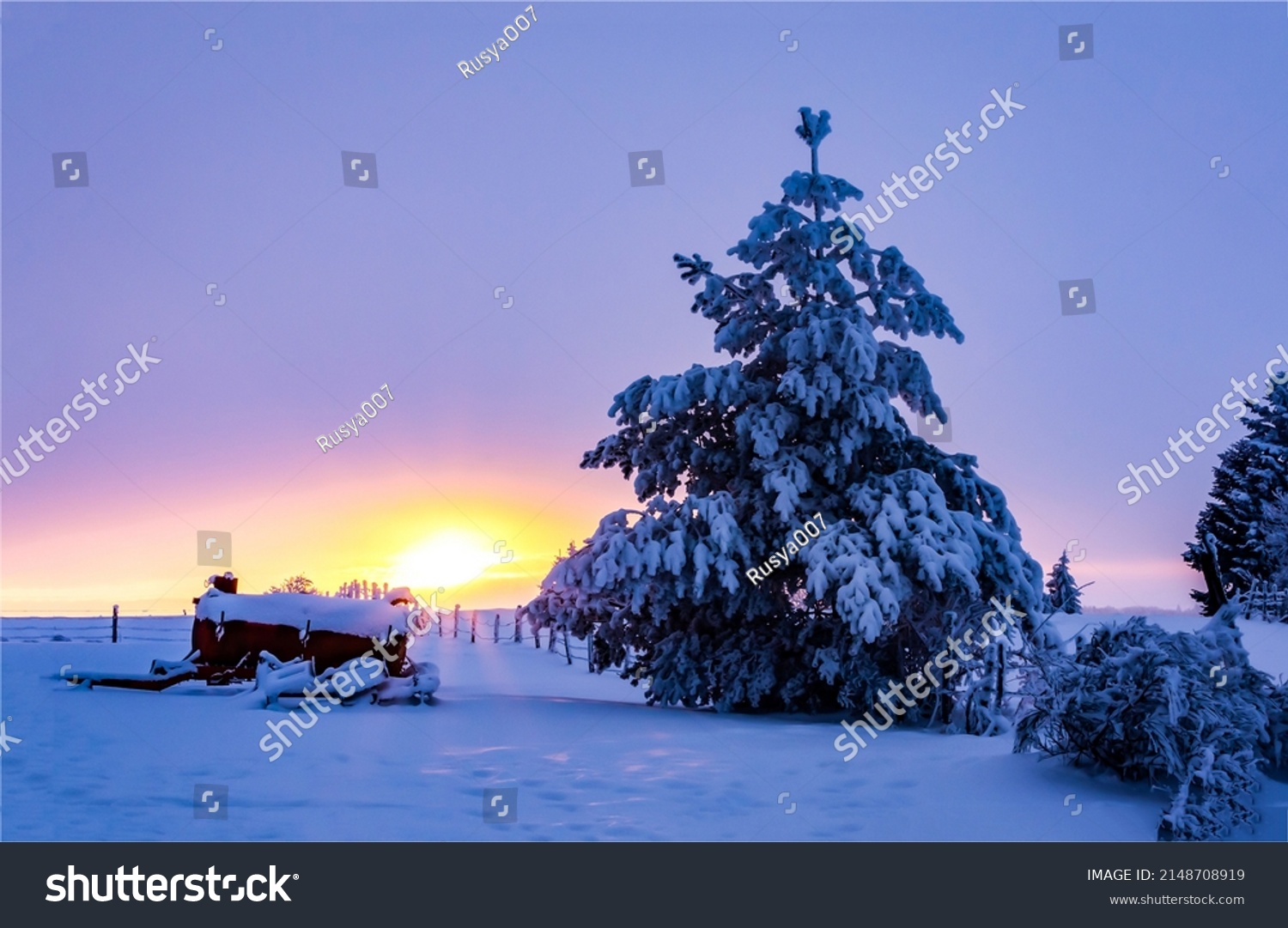 Snow spruce at winter dawn. Winter snow nature at dawn. Beautiful sunrise in winter time. Winter snow at dawn landscape #2148708919