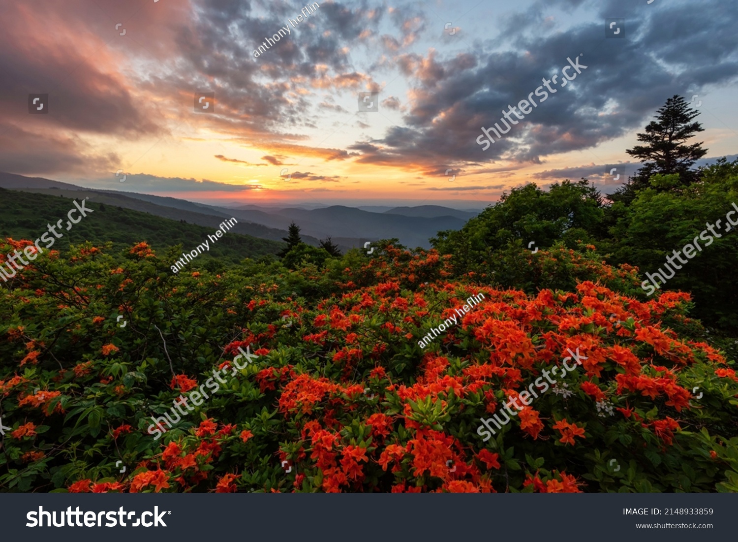 Blooming flame azalea along the Appalachian Trail at Roan Mountain State Park #2148933859