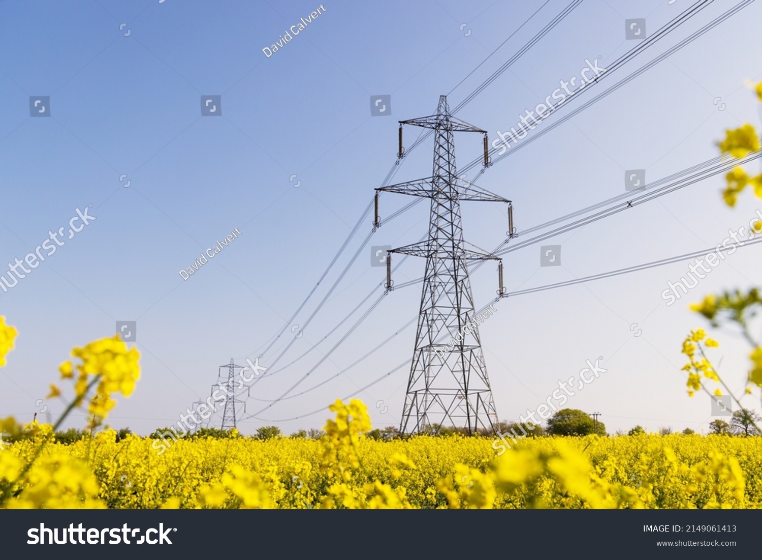 Electricity pylons in a field of rape seed flowers in full bloom on a sunny day. Hertfordshire, UK #2149061413