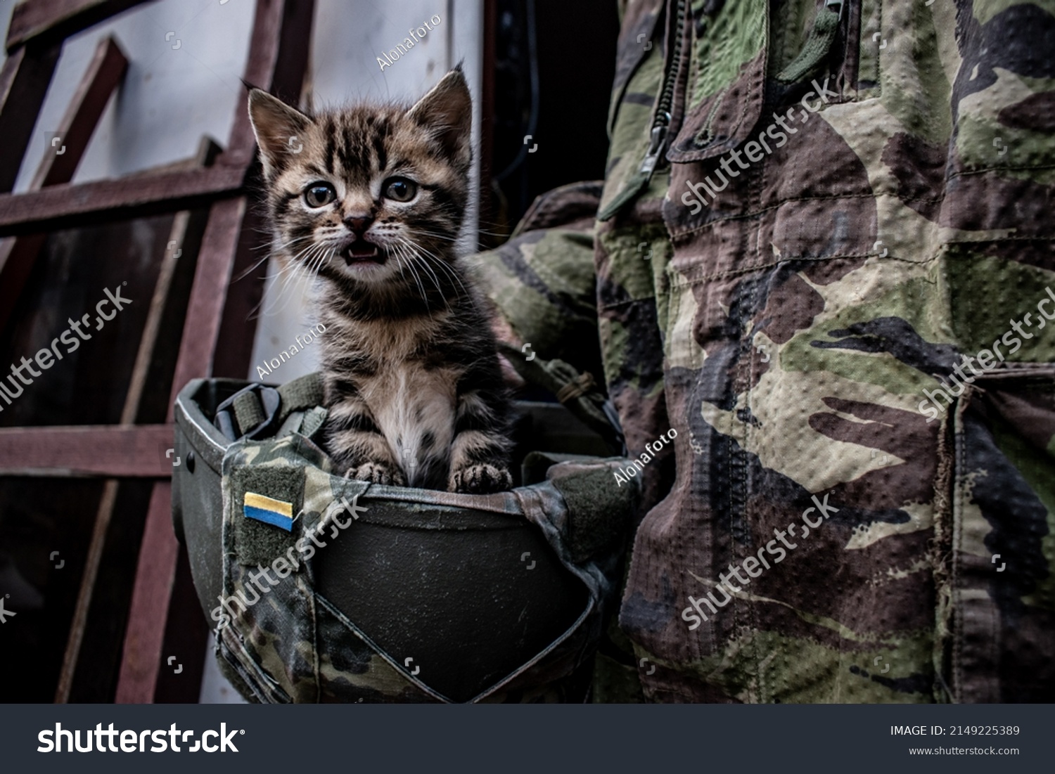 Small kitten peeks out from the military helmet of a Ukrainian soldier. Caring for animals abandoned in the war. War in Ukraine. Rescue of pets. Humanity and protection of animals. Pathetic cat at war #2149225389