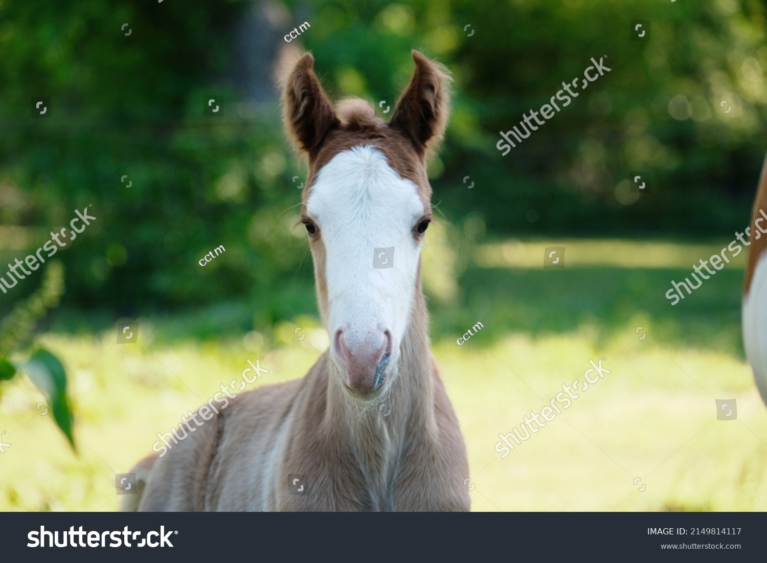 Portrait of paint horse colt foal with bald face and green field background. #2149814117
