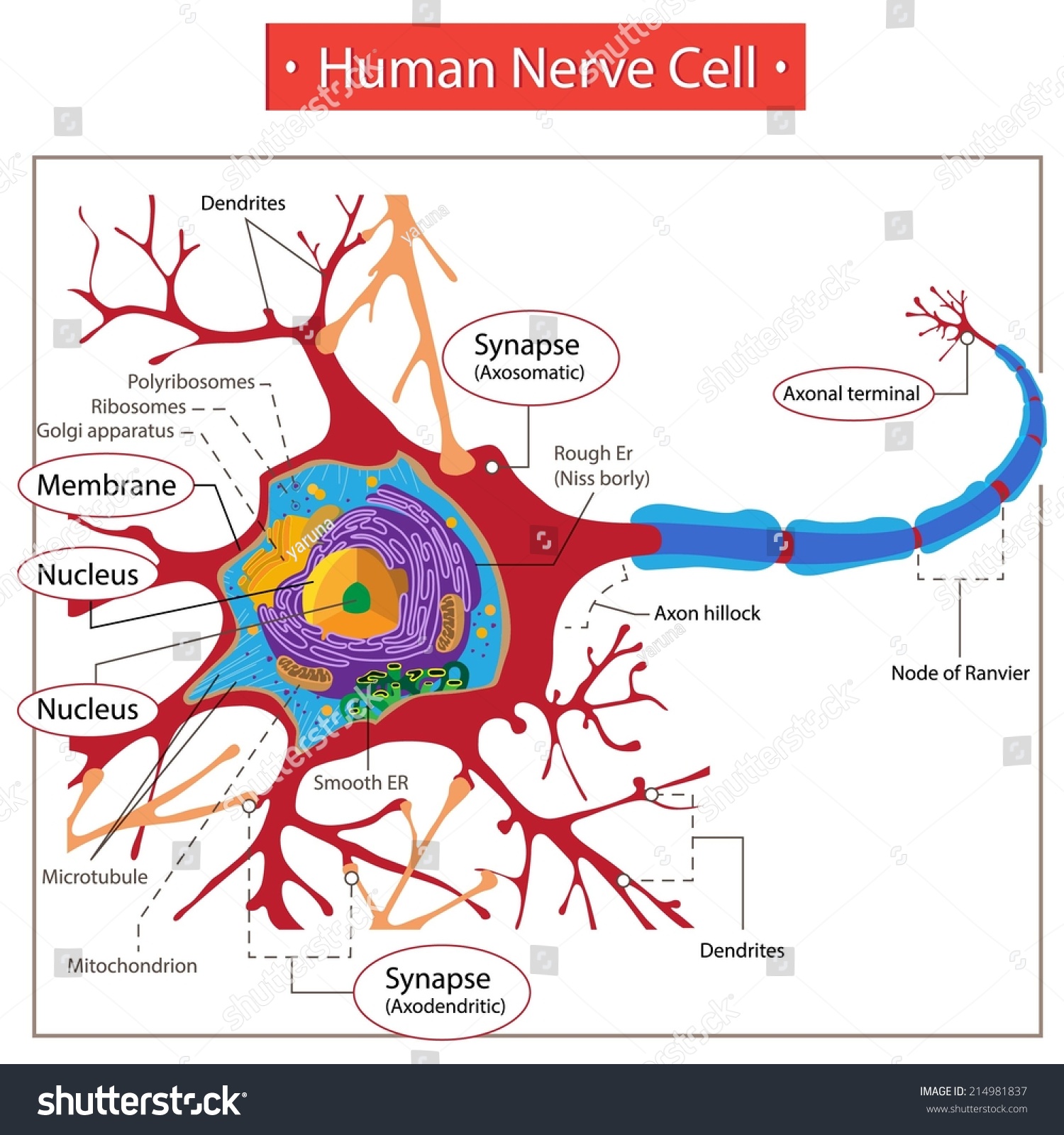 Human Nerve Cell. - Royalty Free Stock Vector 214981837 - Avopix.com