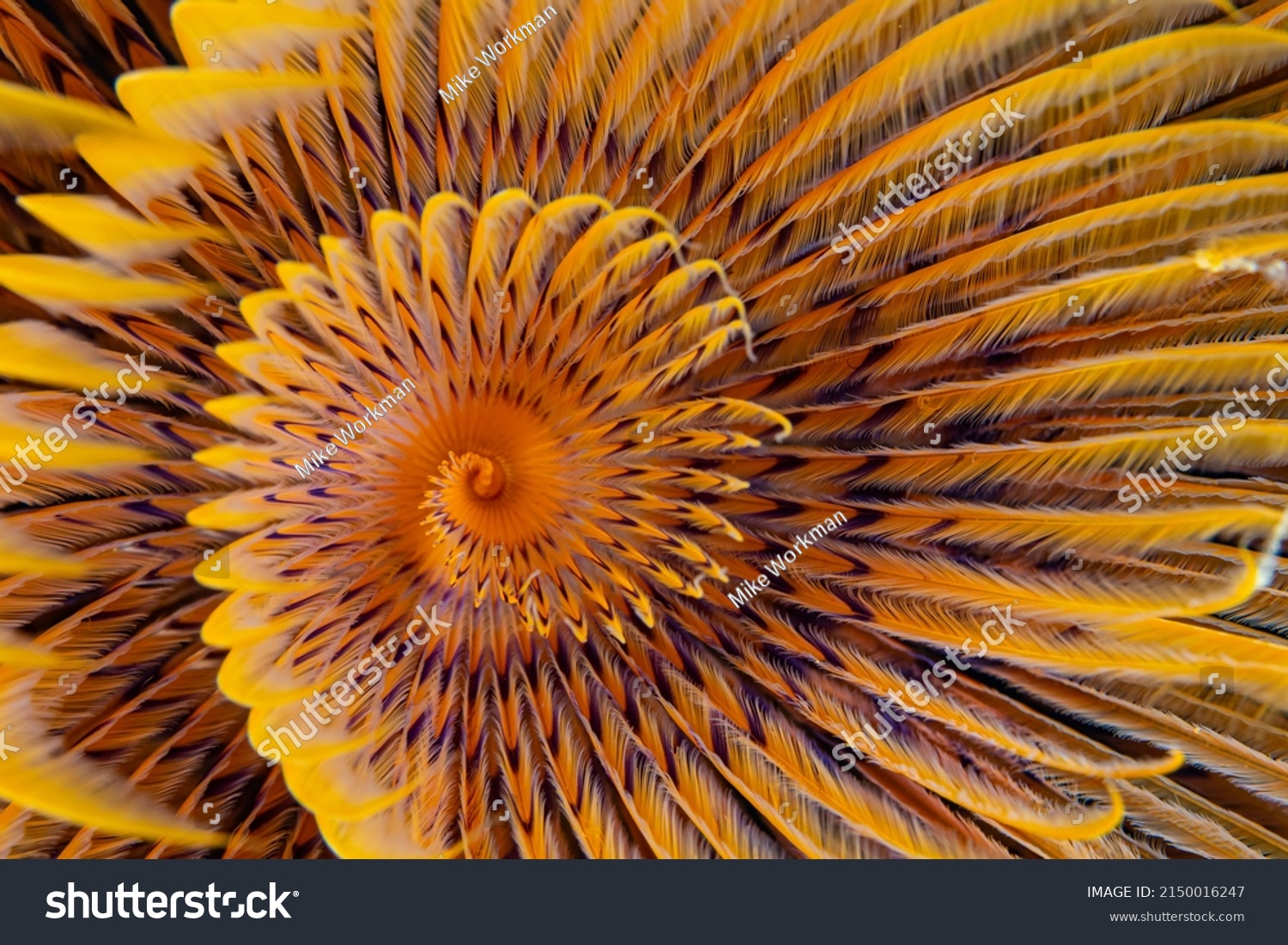 Close up detail of the spiraling colors of a tube worm  #2150016247