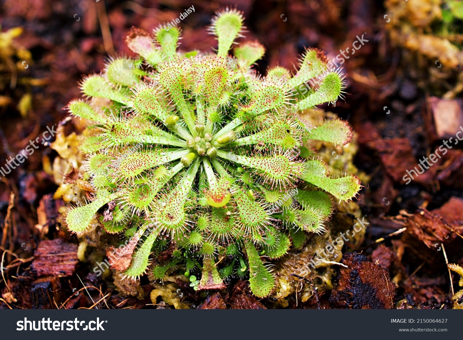 Closeup Spoon leaved sundew plant ,drosera spatulta capensis ,Fraser island Spatula sundew ,carnivorous plant , #2150064627