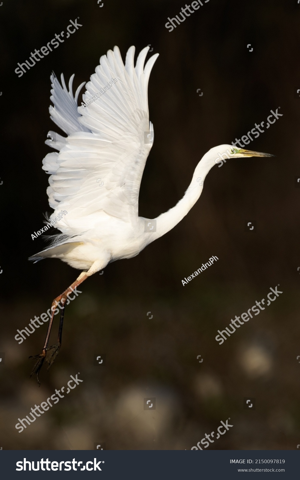 Great white egret Ardea alba spread wings and take off #2150097819
