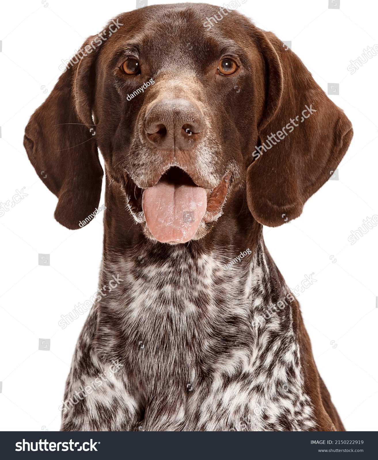 Portrait of a German Shorthaired Pointer dog isolated on a white background #2150222919