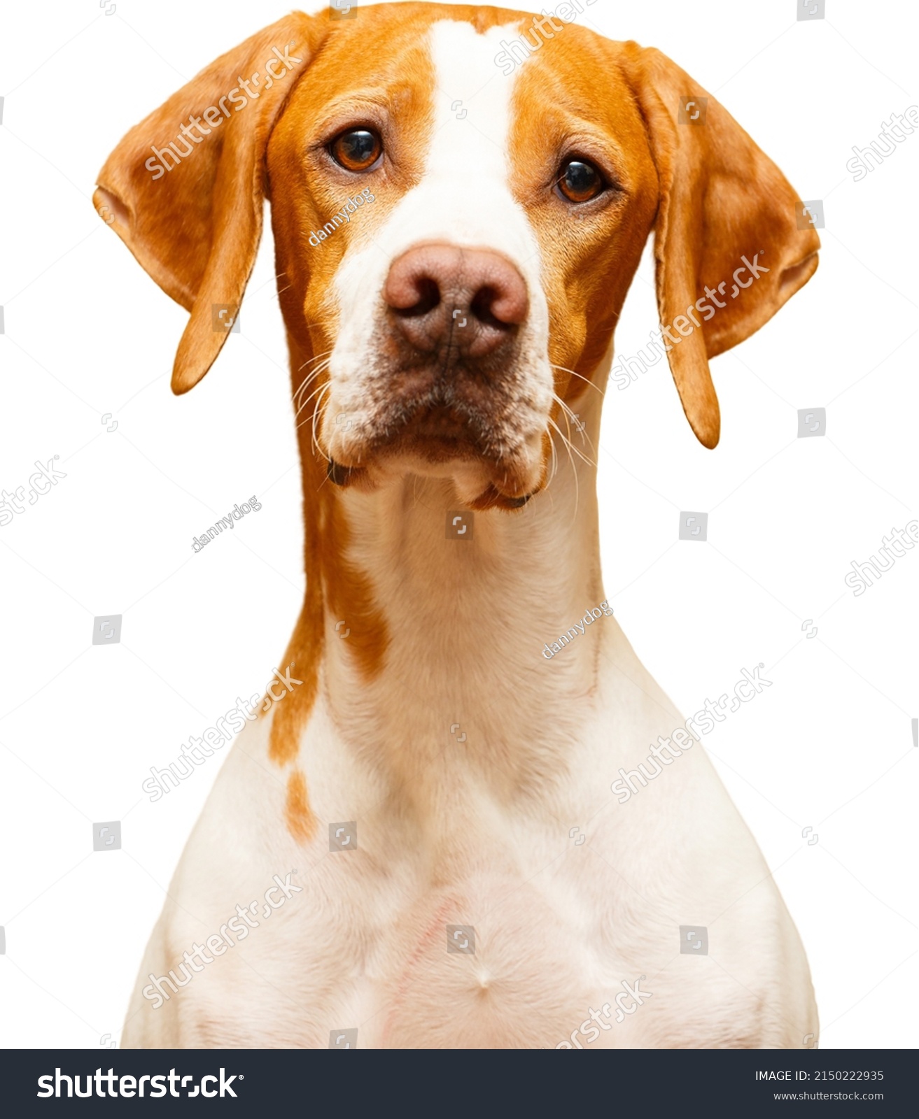 Portrait of a English Pointer dog isolated on a white background #2150222935