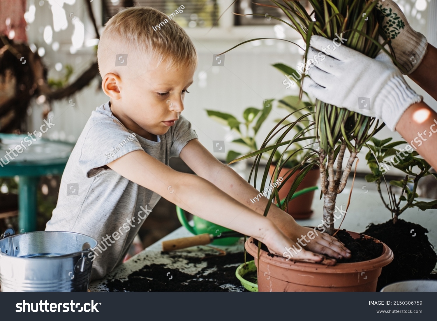 Spring Houseplant Care, repotting houseplants. Happy little kid boy planting Houseplants In Pots, drainage layer for Houseplants in backyard, garden. #2150306759