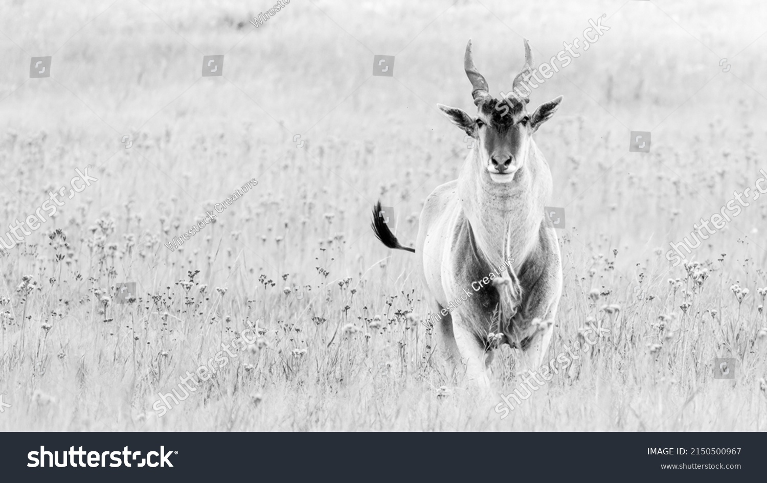 Eland antelope standing in a grassland in Africa  #2150500967