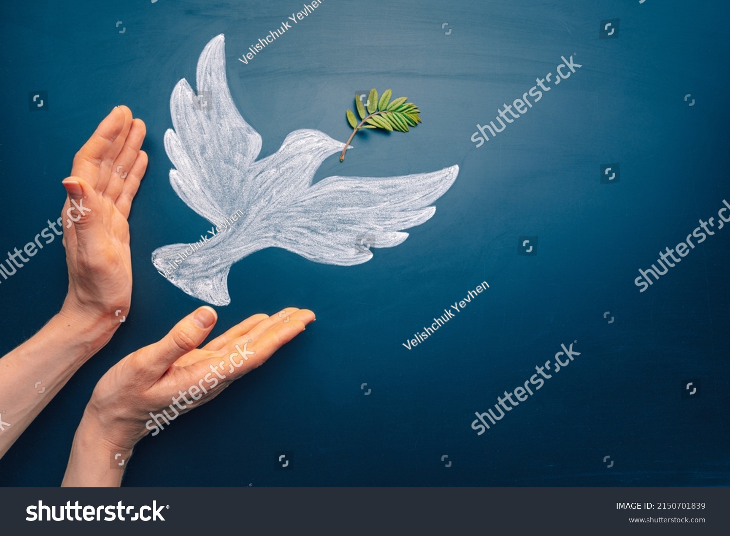 Dove of peace concept. Symbol of freedom and international day of peace. Hands let out chalk painted dove with olive branch #2150701839