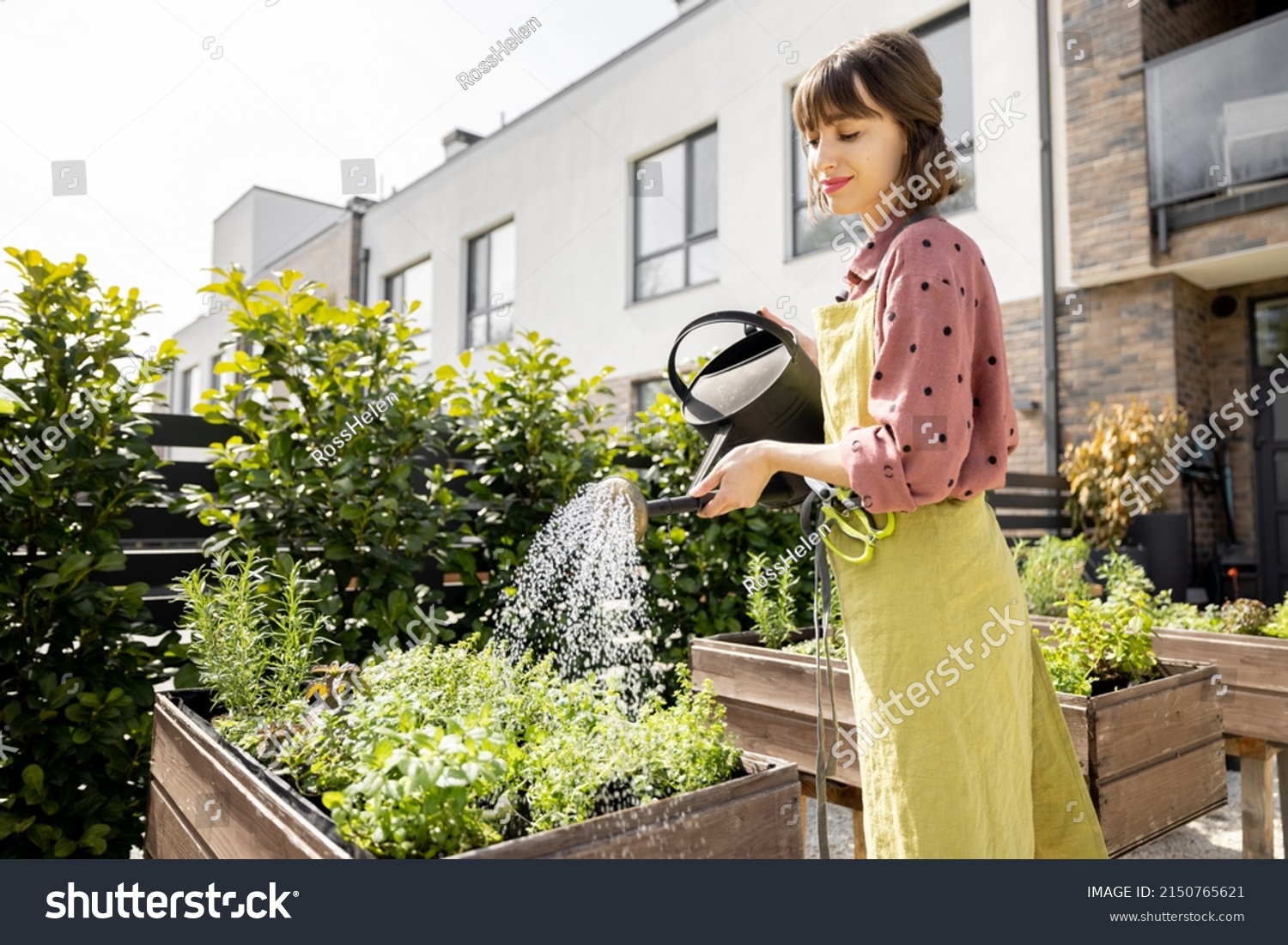 Woman watering fresh herbs growing at home vegetable garden. Gardener taking care of plants at the backyard of her house. Concept of sustainability and growing organic #2150765621