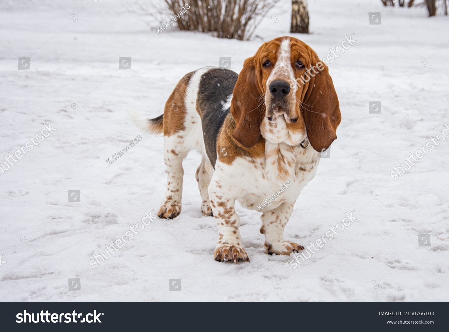 basset hound on a walk. basset hound on a walk in winter. basset hound close-up. a basset hound puppy. #2150766103