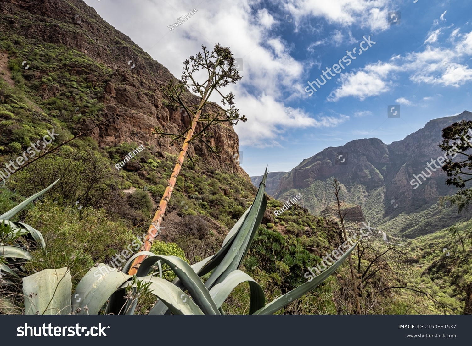 Hiking from Barranco de Guayadeque to Caldera de los Marteles, a volcanic area with dry fields at the bottom, Gran Canaria, Canary Island, Spain, Europe #2150831537