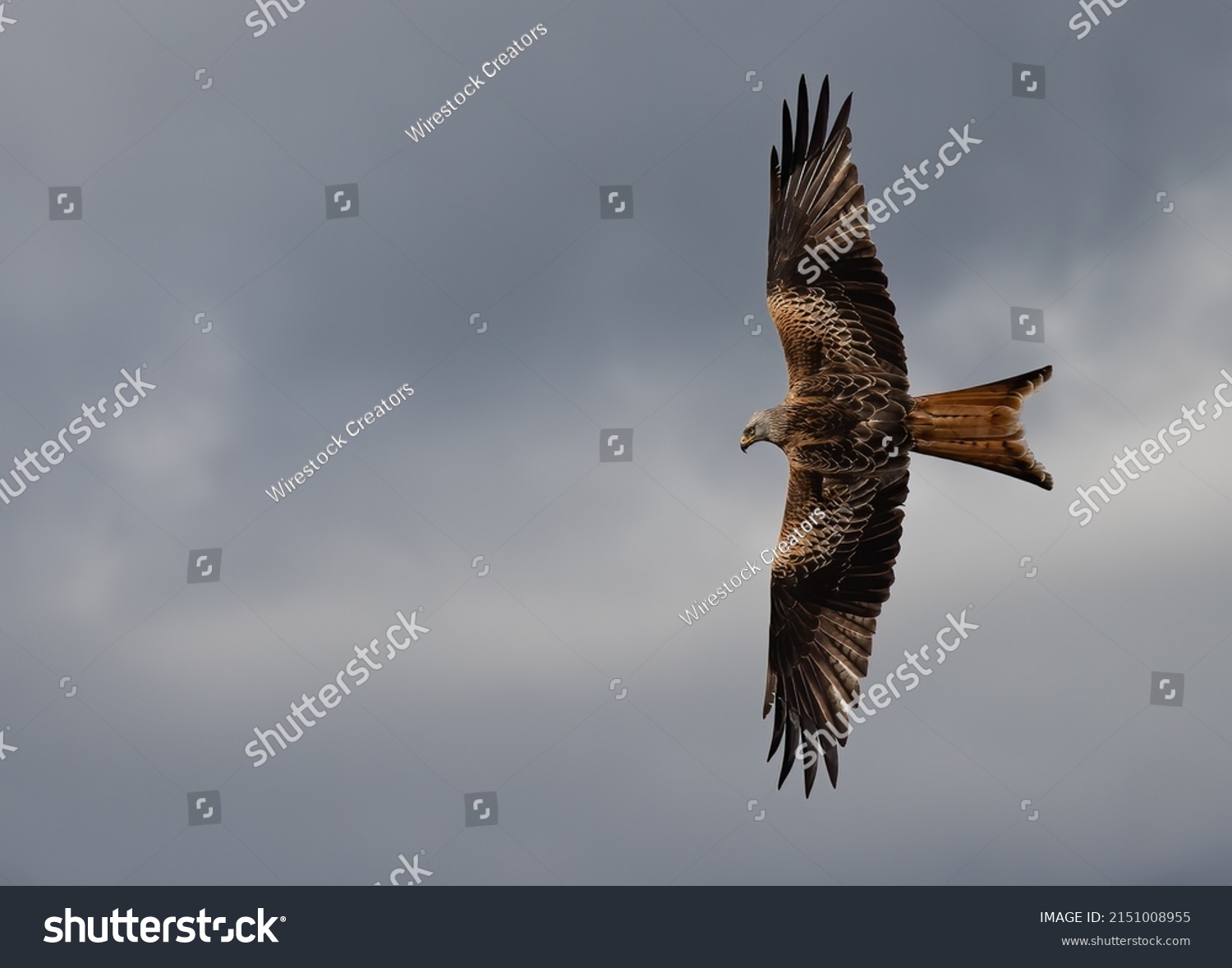 A closeup shot of a red kite soaring with wide open wings #2151008955