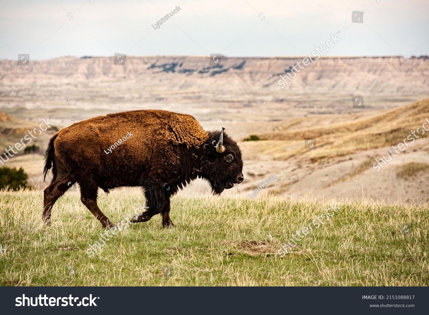 Close up American Bison Buffalo isolated in Badlands National Park at sunset, South Dakota, prairie mammal animals, grazing wildlife, male bull, walking grasslands eating grass, large herbivore #2151088817