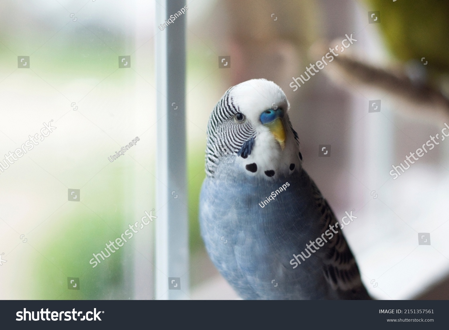 Happy Healthy Young Mauve Budgie Blue budgie singing by the window on a beautiful afternoon in spring #2151357561