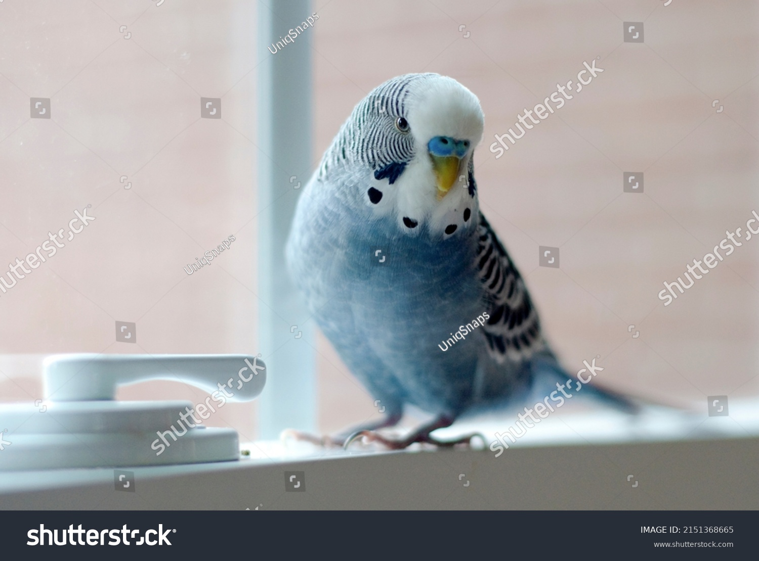 young happy male mauve budgie blue budgie playing by the window in a cozy home #2151368665