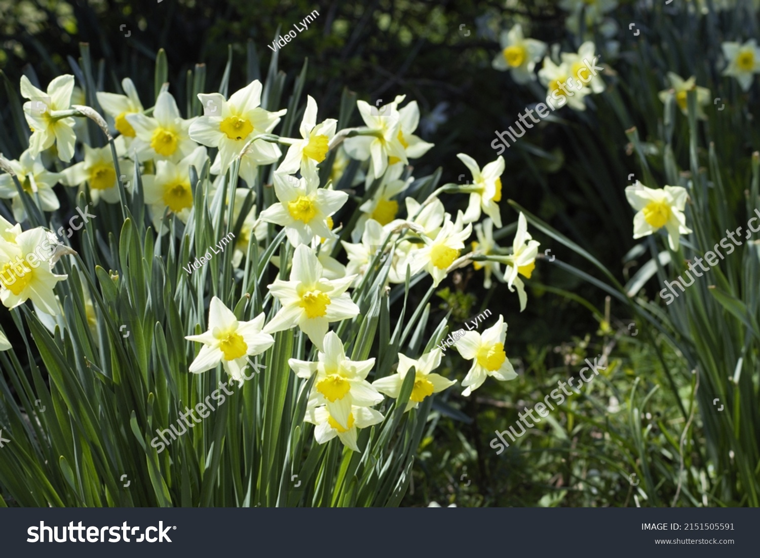 Wild White and Yellow Daffodils #2151505591