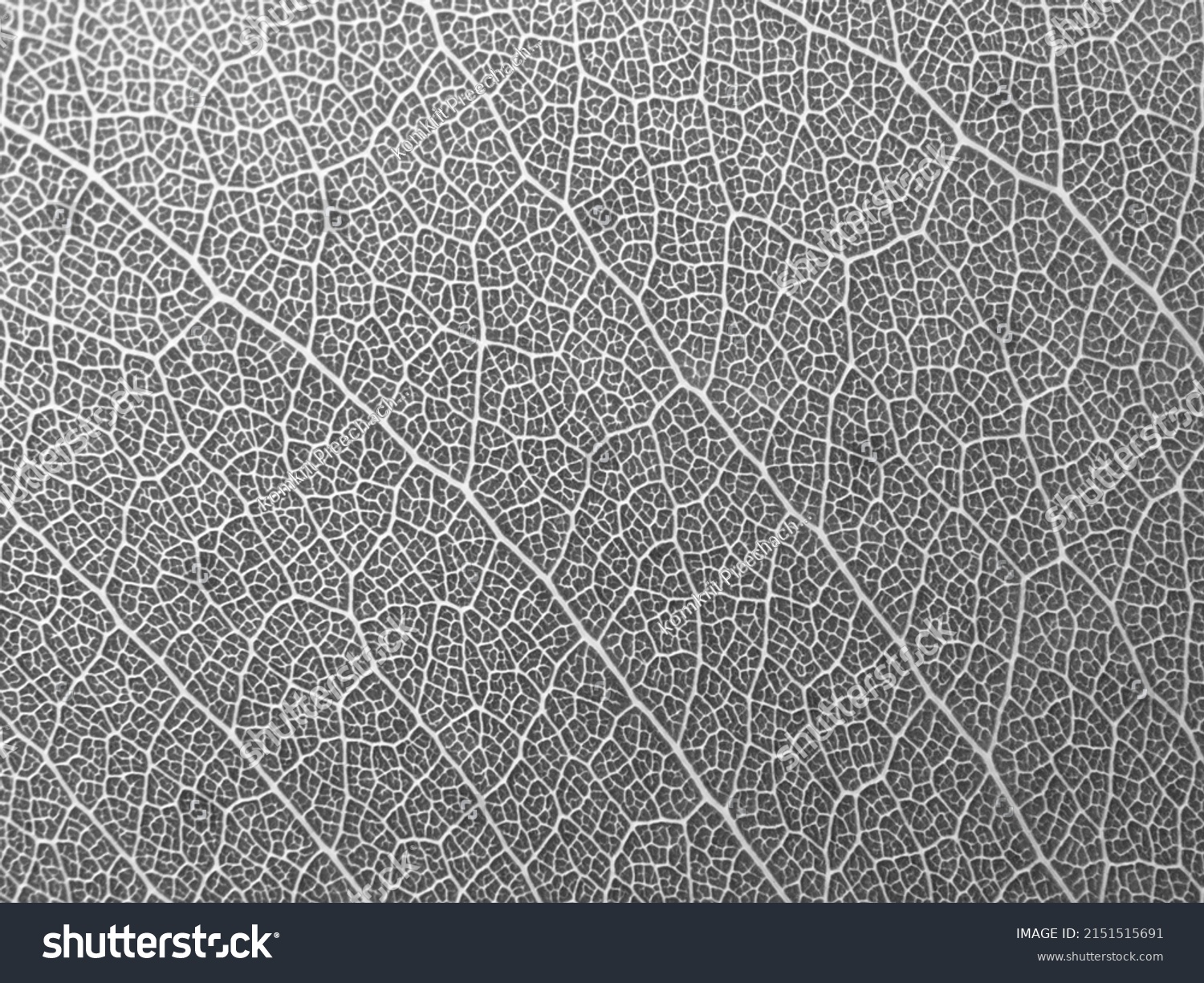 macro shot the veins of gray leaves texture #2151515691