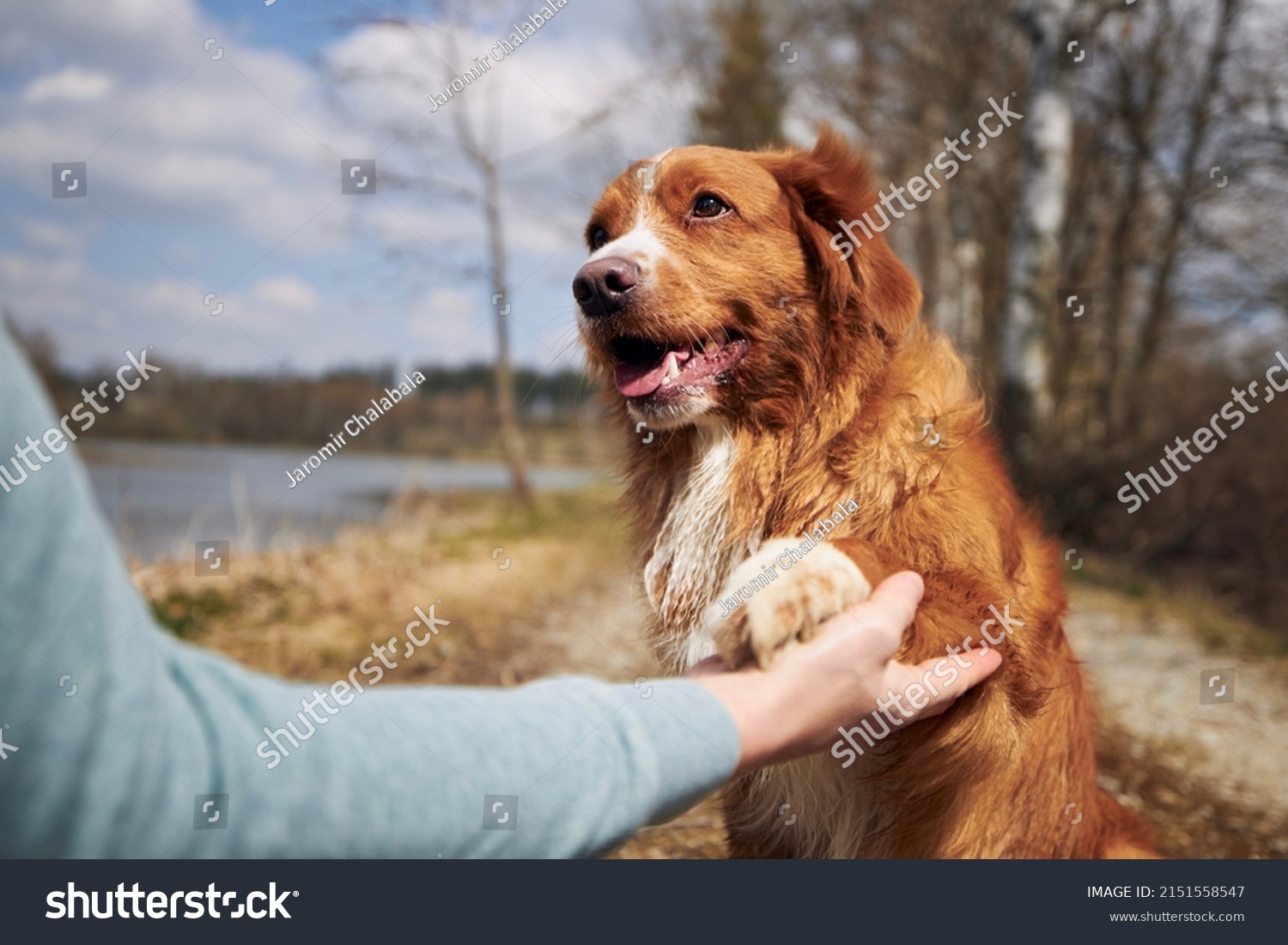Friendship between man and dog. Cute Nova Scotia Duck Tolling Retriever giving paw his owner.    
 #2151558547