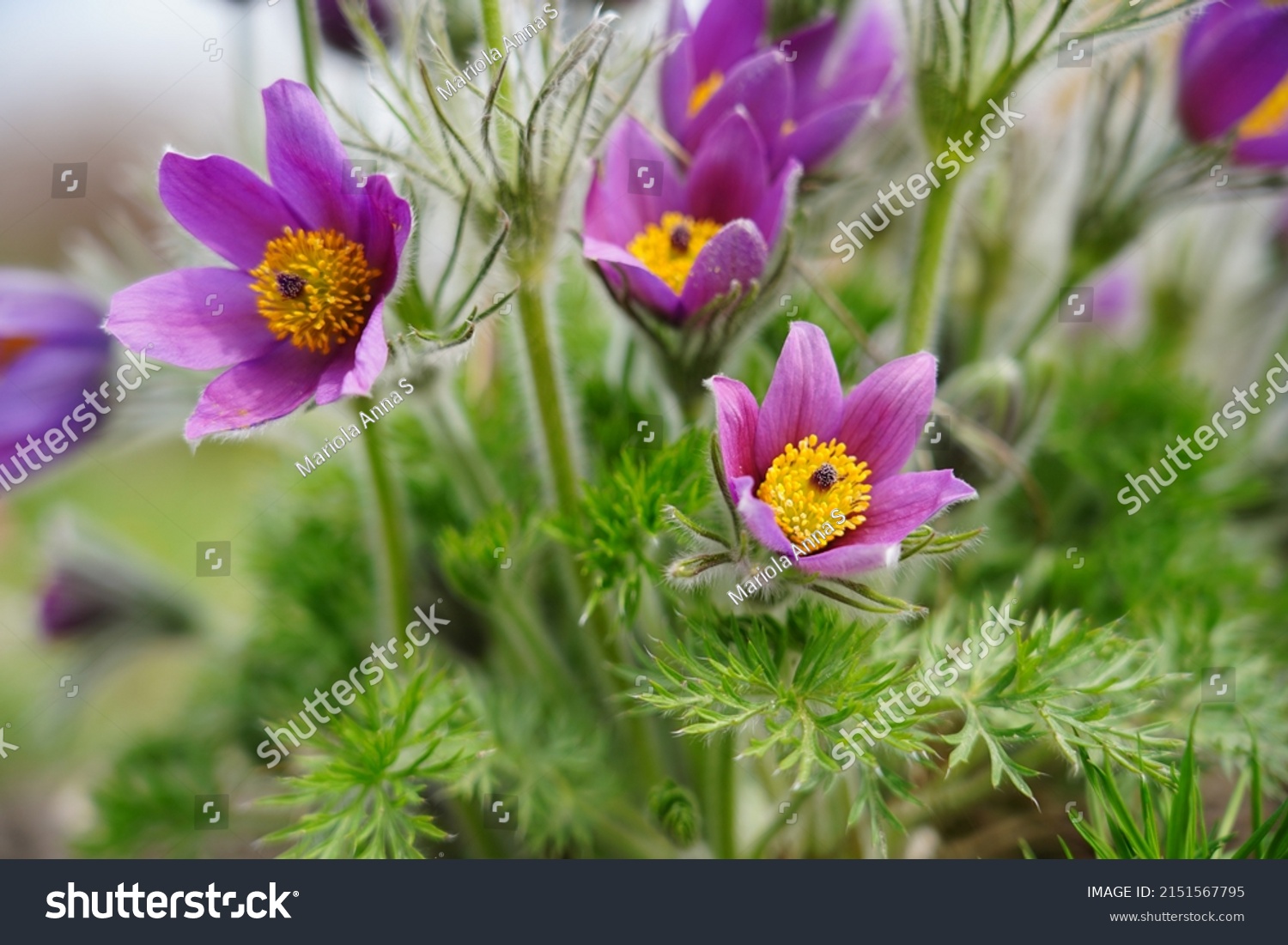 Pasque Flower- beautiful  spring flower (Pulsatilla vulgaris) - selective focus #2151567795