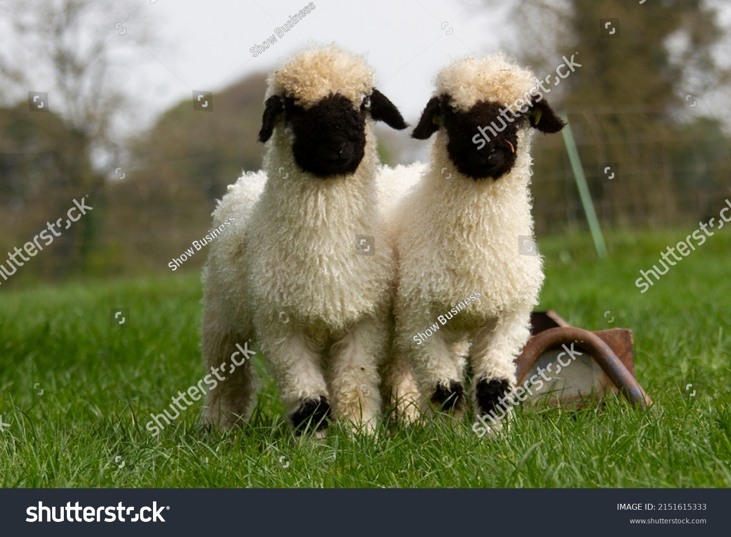 Valais Blacknose twin ram lambs #2151615333