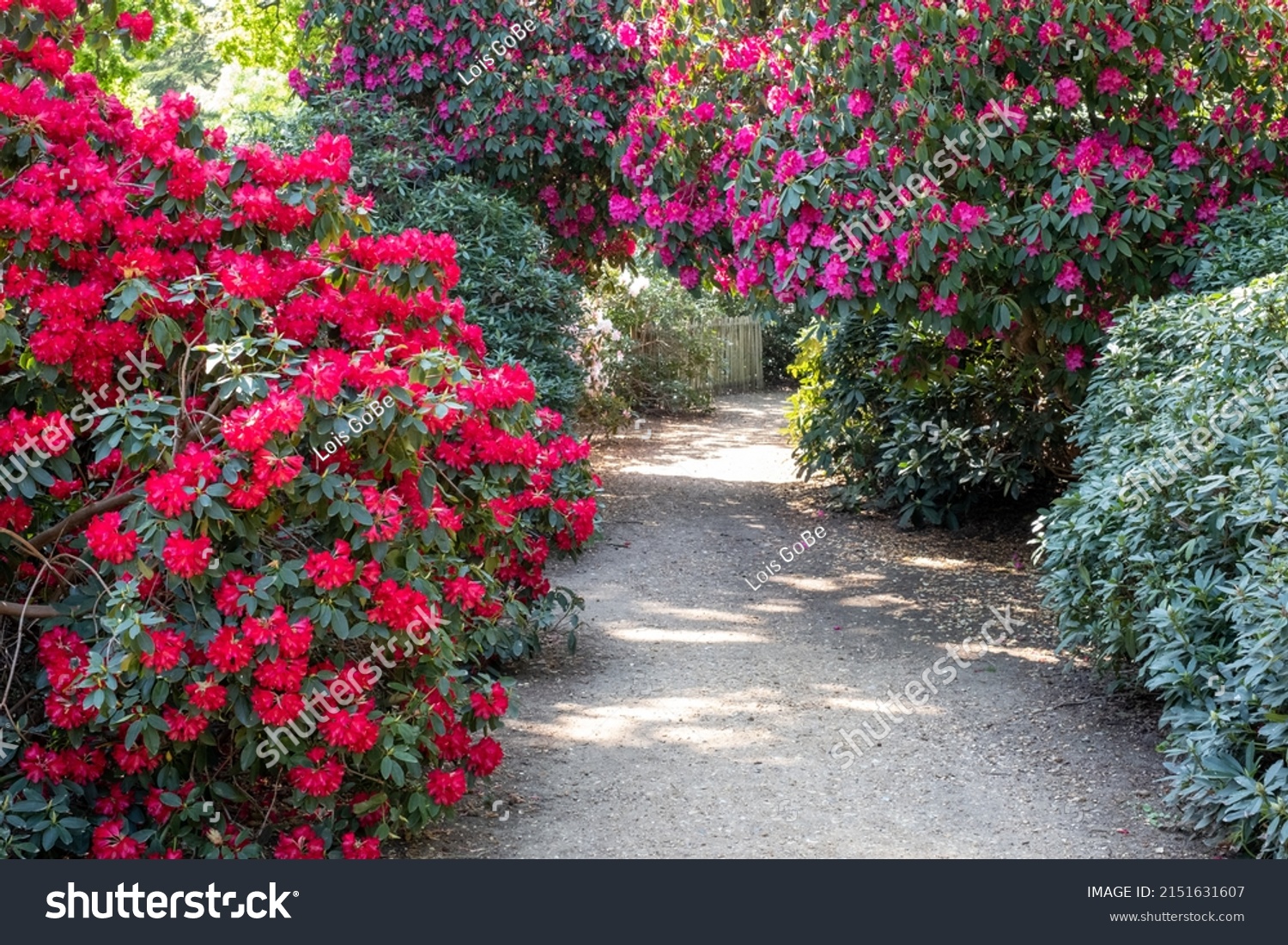 Tunnel of brightly coloured pink rhododendron flowers, photographed in late spring in Temple Gardens, Langley Park, Slough UK. #2151631607