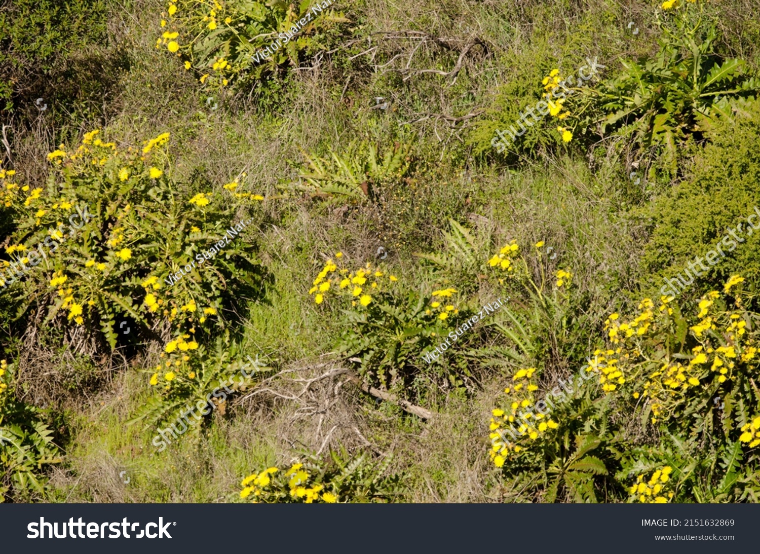 Sow thistles Sonchus hierrensis in bloom. Orone Protected Landscape. La Gomera. Canary Islands. Spain. #2151632869