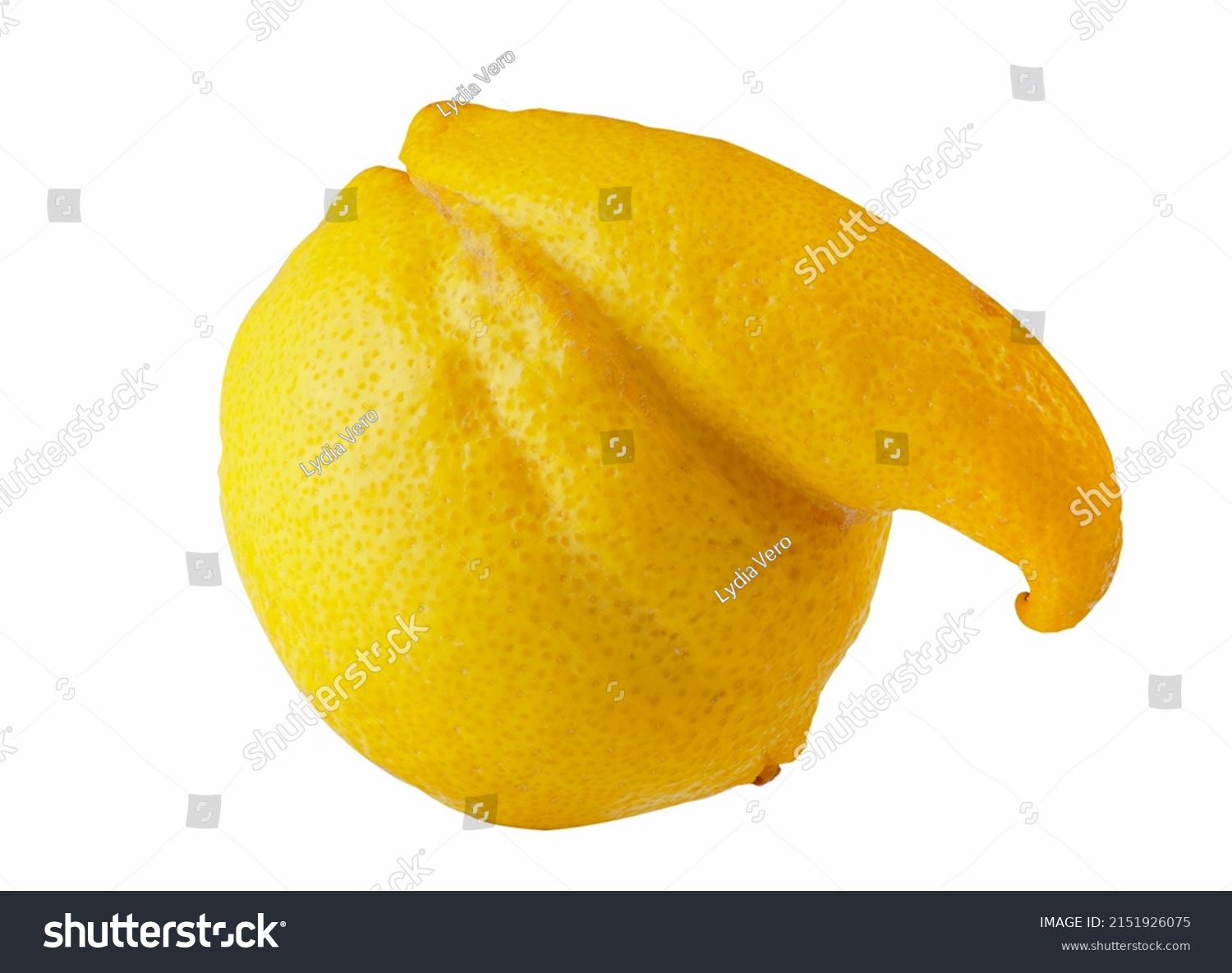 Ugly food, funny vegetable shape concept. Funny shape lemon on a white background. Clipping path #2151926075