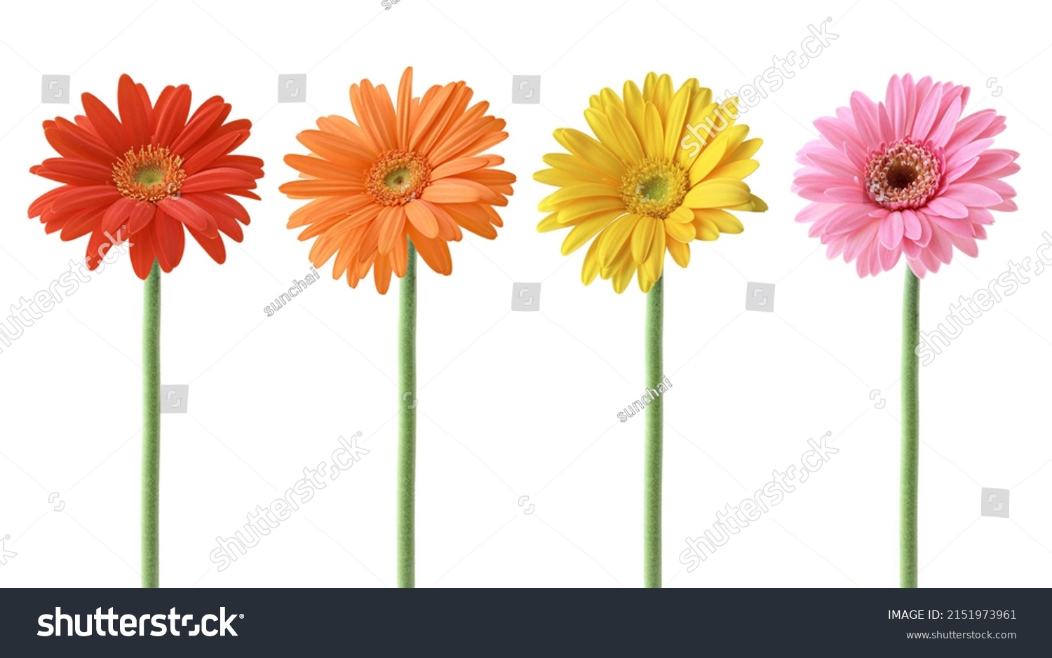 Set of Colorful Gerbera blossoms collection with Red, Orange, Yellow, and  Pink Colors, Isolated on White Background #2151973961