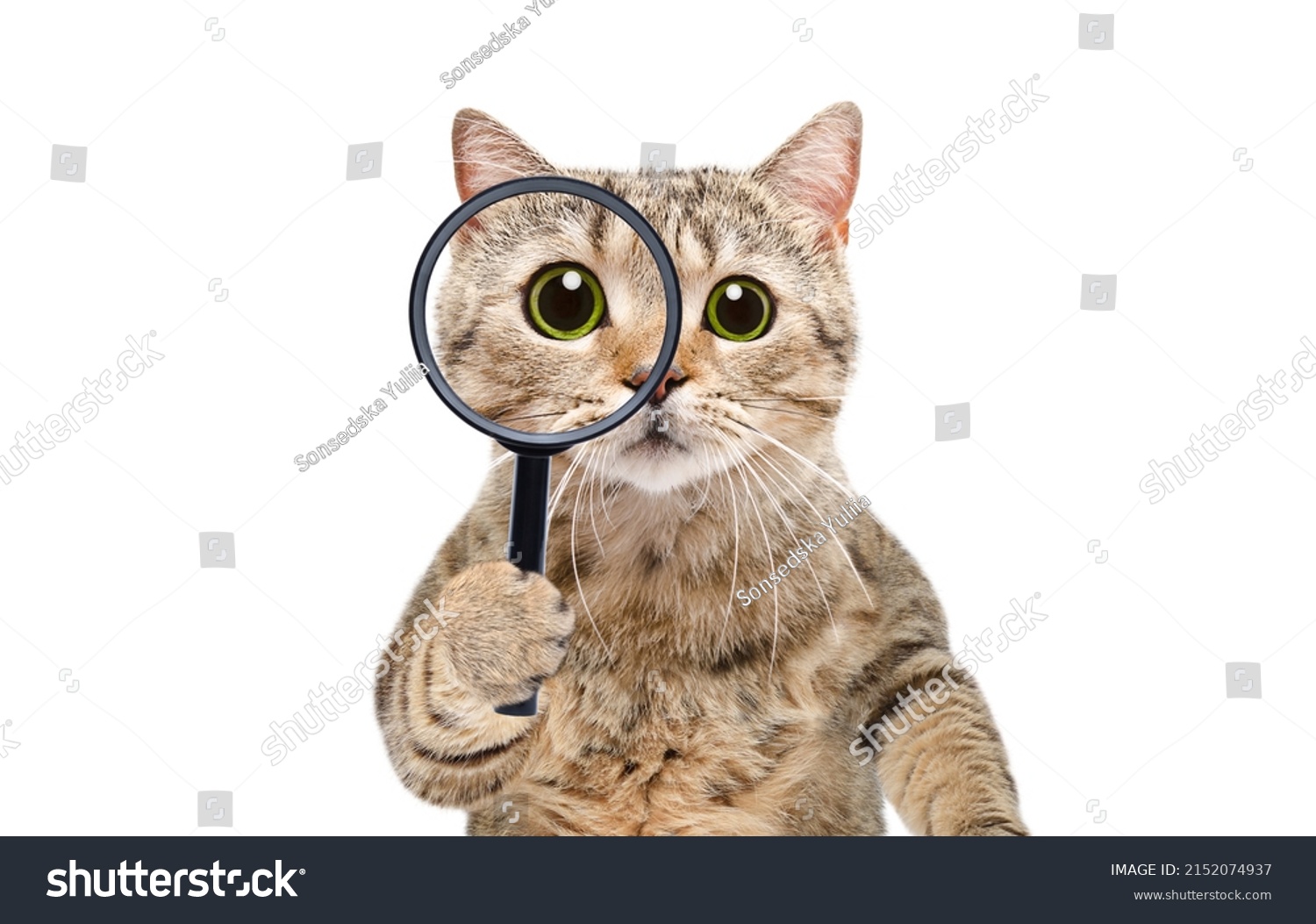 Portrait of a funny curious cat scottish straight looking through a magnifying glass isolated on a white background #2152074937