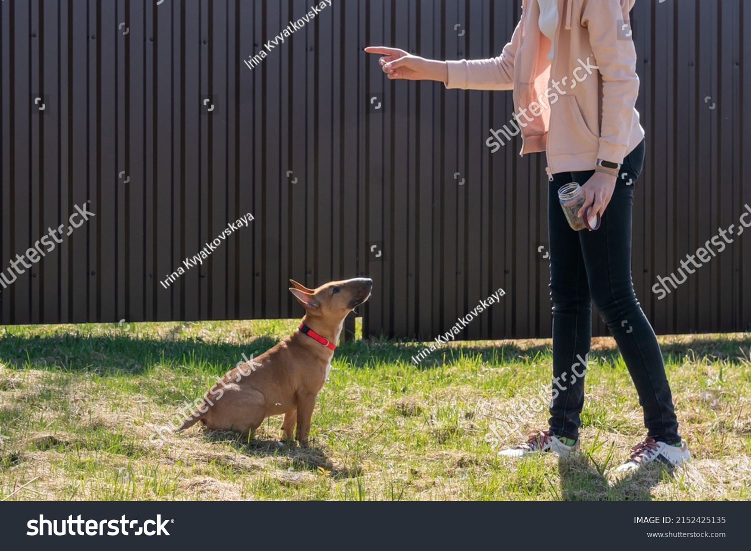 Teen age girl training her miniature bull terrier dog outdoors. puppy during obedience training outdoors, dog training school #2152425135