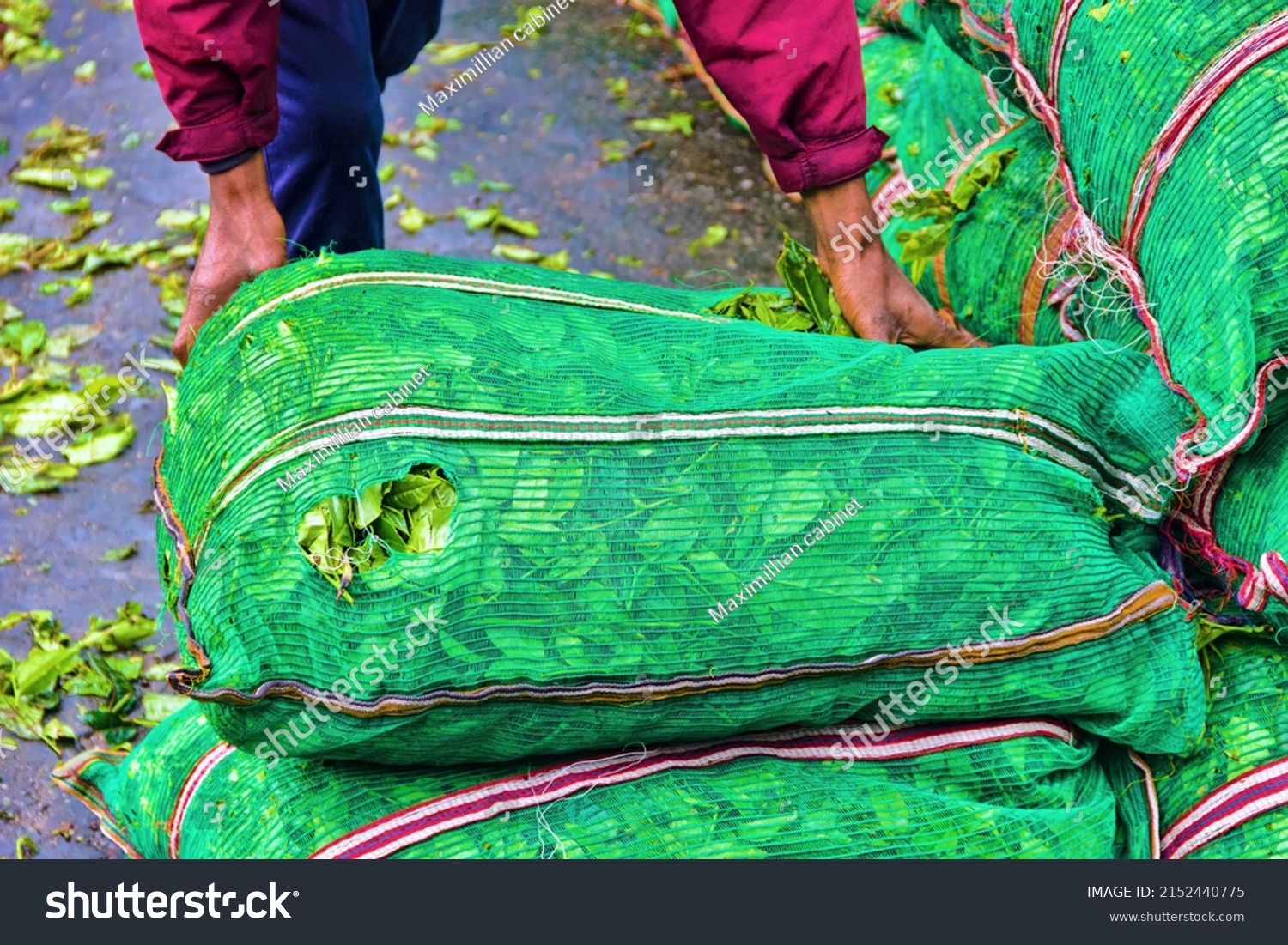 Collecting tea. Fresh green Ceylon tea is packed in bags for transportation to the tea-processing facility. Sri Lanka tea plantations #2152440775