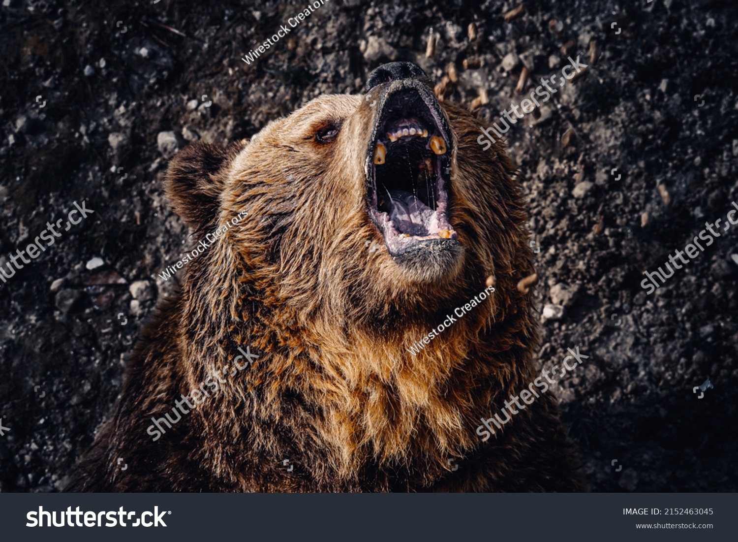 A closeup portrait of a roaring brown bear head #2152463045
