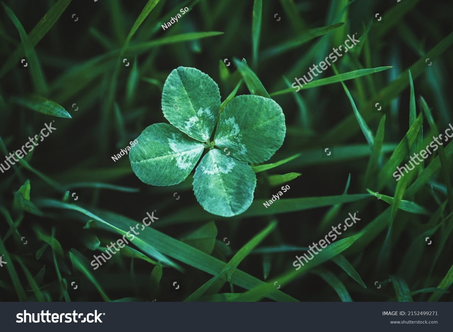 Four leaf clover growing in green grass, lucky charm and good luck concept, copy space #2152499271