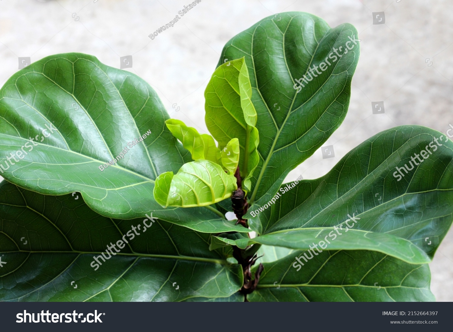 Green leaves of  ficus lyrate tree in pot. #2152664397